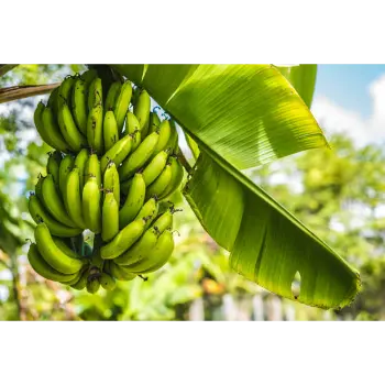 Green Banana (11)-3966517-91014.webp